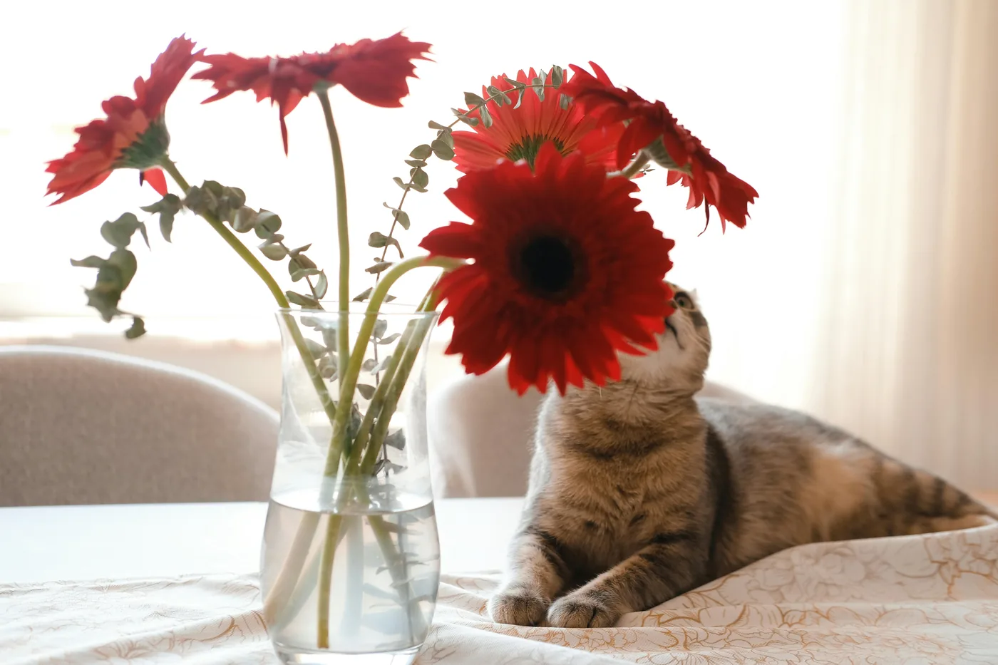 Cat beside a vase of gerberas