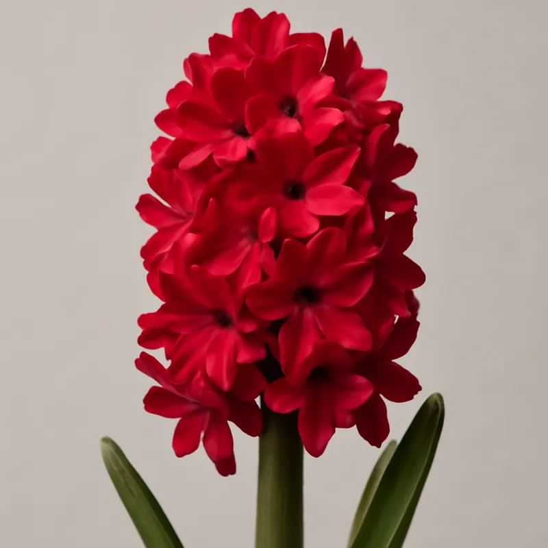 Hyacinth – Red