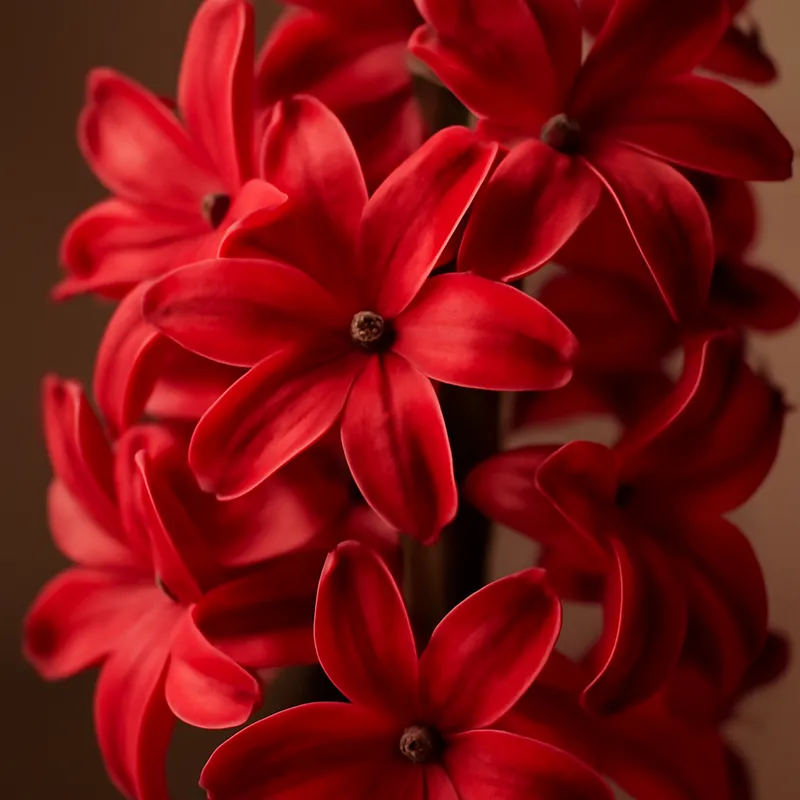 Hyacinth – Red – image 2