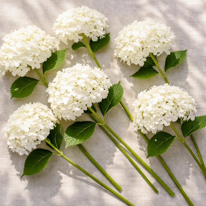 Hydrangea – White – image 4