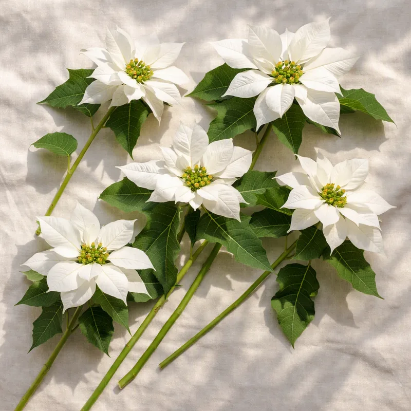 Poinsettia – White – image 4