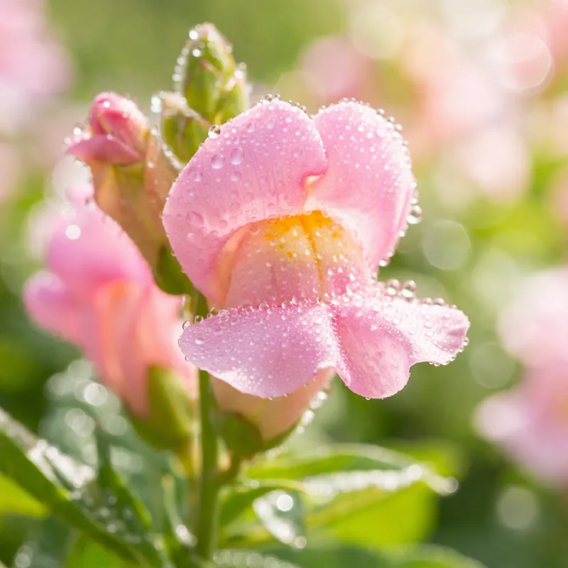 Snapdragon – Pink