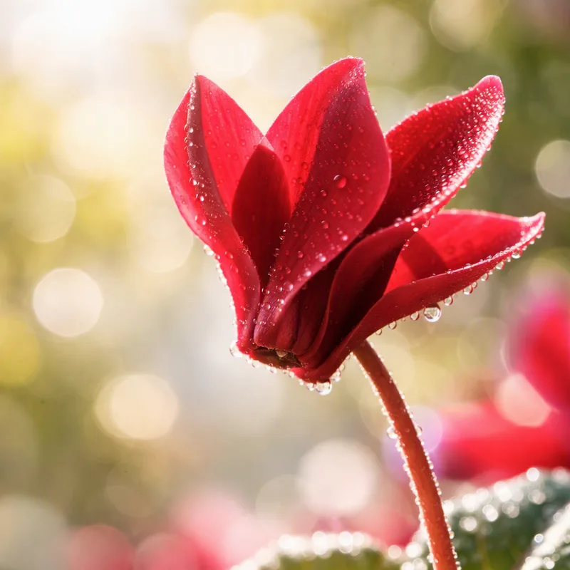 Cyclamen – Red